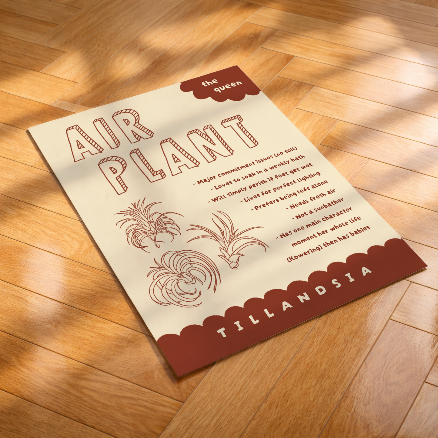 Air Plant Care Poster Print