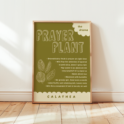 Prayer Plant Poster Print